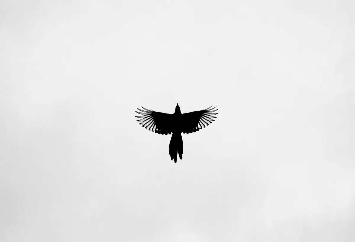 Raven Sightings in the UK: A Month-by-Month Guide to Where and When to Look
