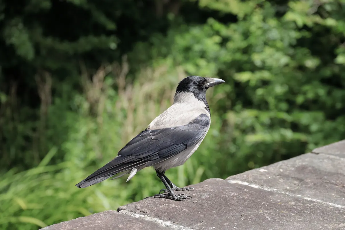 Ravens in British Folklore and Legend: From the Tower of London to Celtic Myth